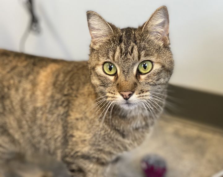 Ethel, an adoptable Tabby in Pierre, SD_image-2