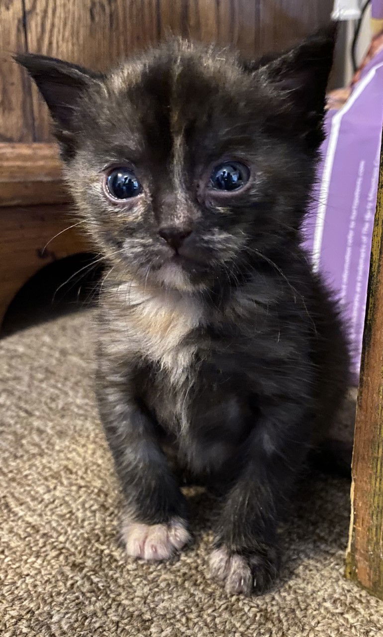 JC, an adoptable Domestic Short Hair in Sistersville, WV, 26175 | Photo Image 2