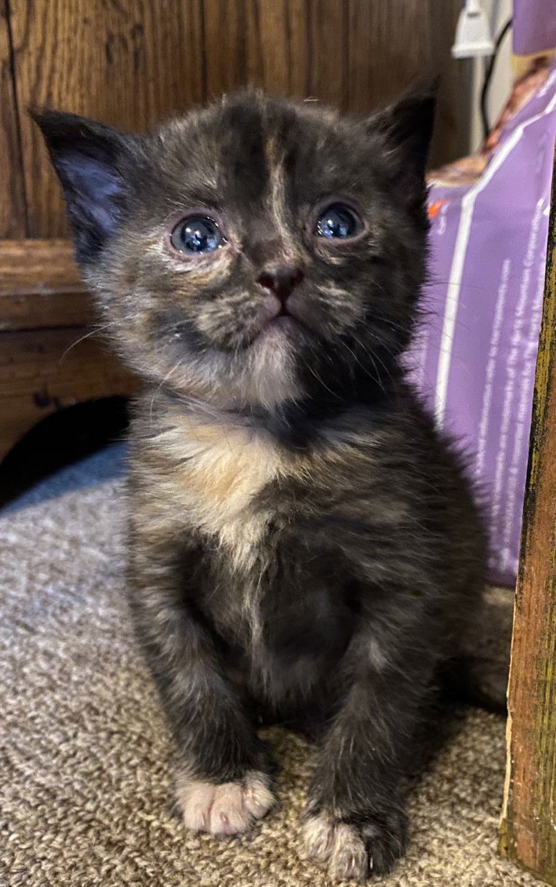 JC, an adoptable Domestic Short Hair in Sistersville, WV, 26175 | Photo Image 3