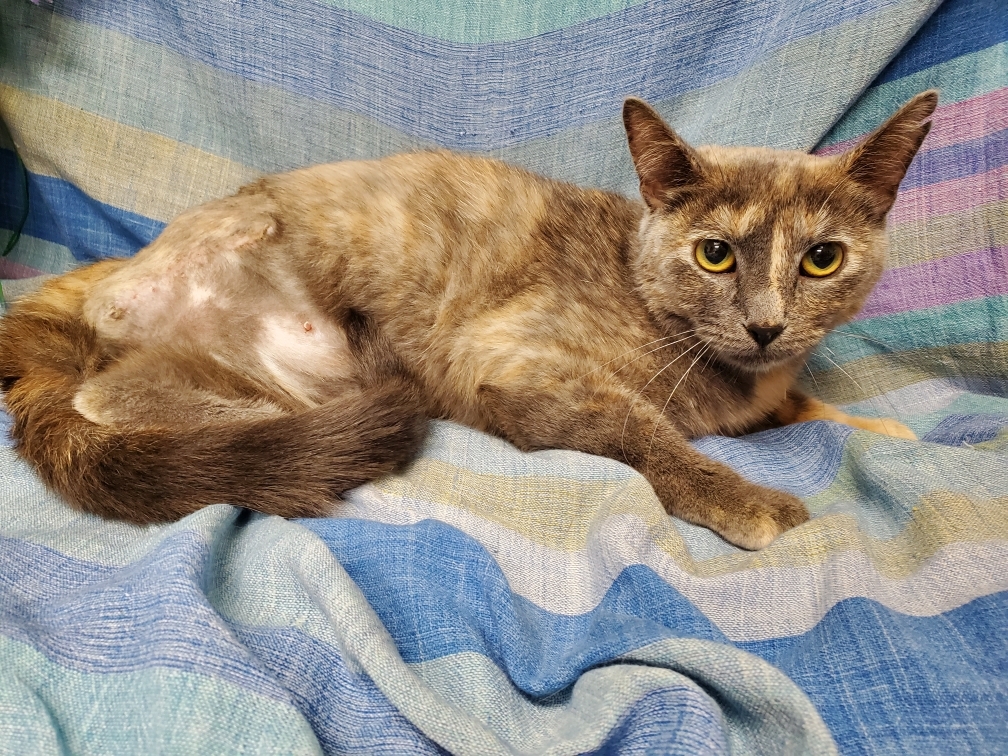 Zephyr, an adoptable Domestic Short Hair, Dilute Tortoiseshell in Tracy, CA, 95376 | Photo Image 1