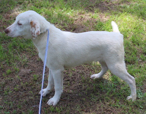 Becker, an adopted Labrador Retriever & Shepherd Mix in Allentown, NJ_image-3