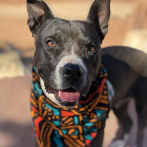 Tequila Rose, an adoptable Pit Bull Terrier in Kanab, UT, 84741 | Photo Image 1