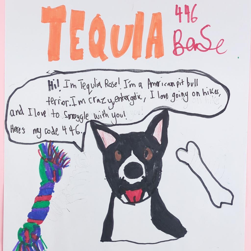 Tequila Rose, an adoptable Pit Bull Terrier in Kanab, UT, 84741 | Photo Image 2