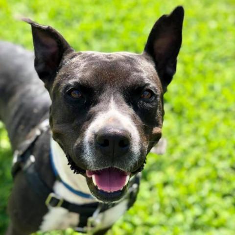 Tequila Rose, an adoptable Pit Bull Terrier in Kanab, UT, 84741 | Photo Image 3