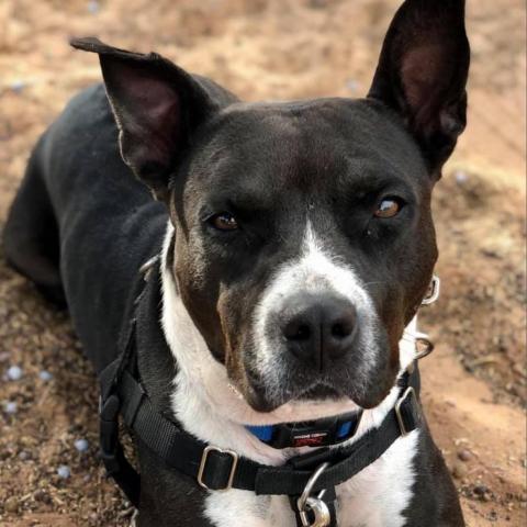 Tequila Rose, an adoptable Pit Bull Terrier in Kanab, UT, 84741 | Photo Image 4
