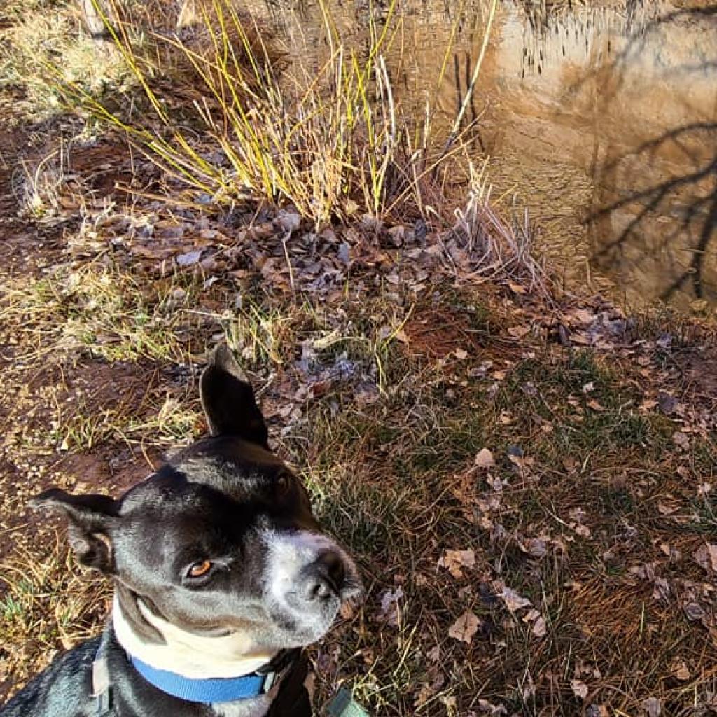 Tequila Rose, an adoptable Pit Bull Terrier in Kanab, UT, 84741 | Photo Image 4