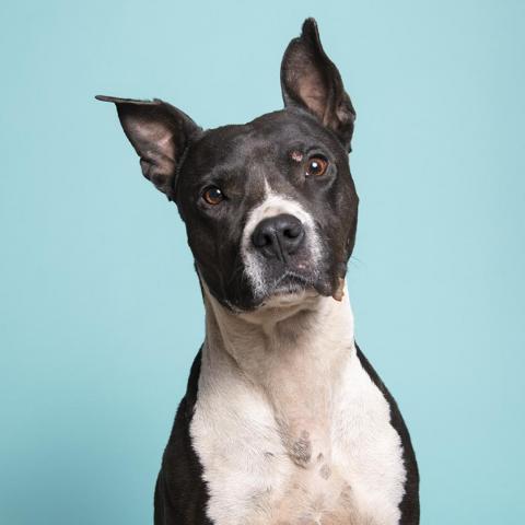 Tequila Rose, an adoptable Pit Bull Terrier Mix in Kanab, UT_image-5