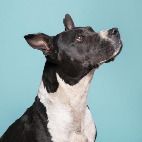 Tequila Rose, an adoptable Pit Bull Terrier in Kanab, UT, 84741 | Photo Image 6