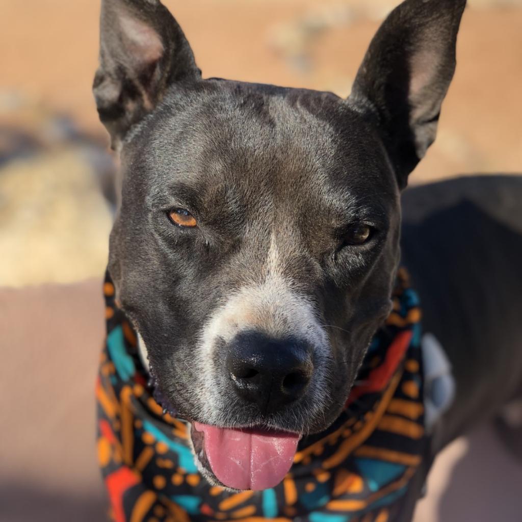 Tequila Rose, an adoptable Pit Bull Terrier in Kanab, UT, 84741 | Photo Image 6