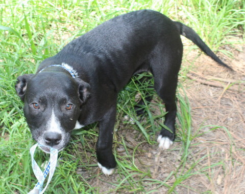 Chevy, an adopted Labrador Retriever & Terrier Mix in Allentown, NJ_image-3