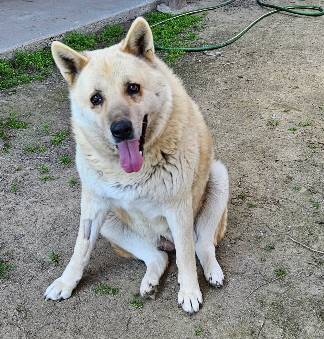 Pepper, an adoptable Akita, Husky in Selma, CA, 93662 | Photo Image 6