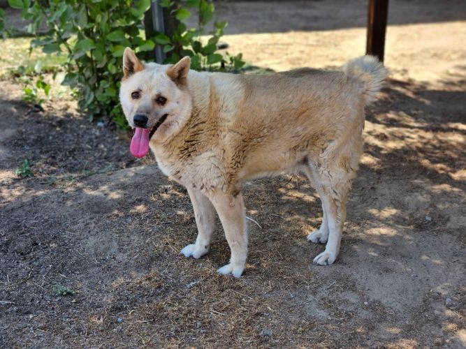 Akita mixed hot sale with wolf