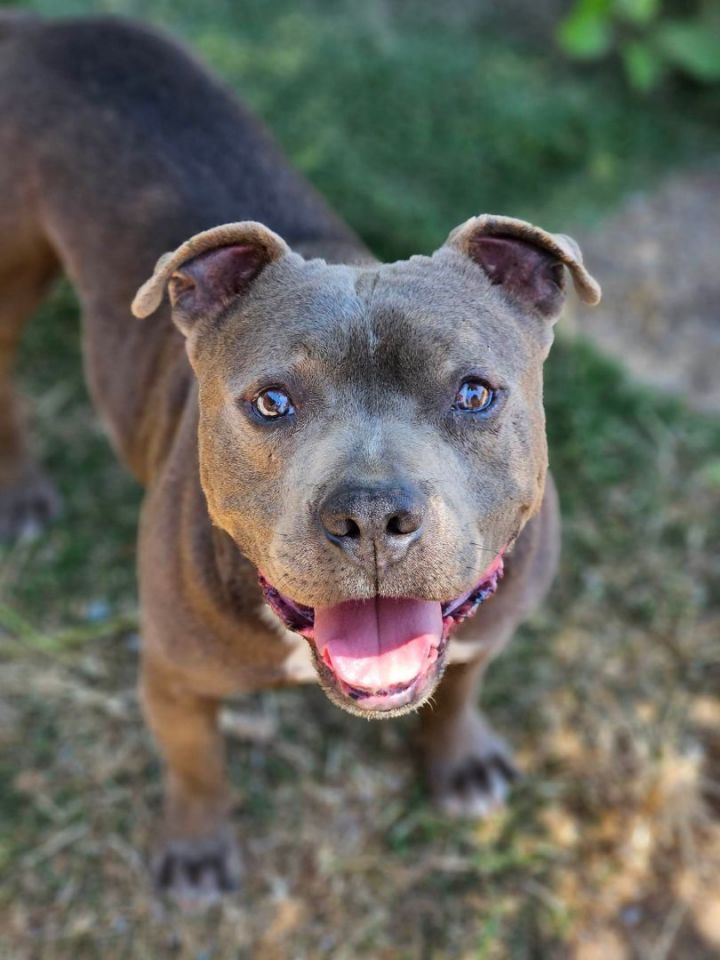Oliver, an adoptable American Staffordshire Terrier & Pit Bull Terrier Mix in Selma, CA_image-1