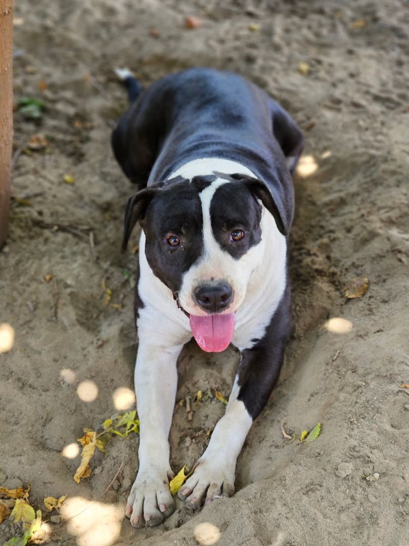 Stark, an adoptable American Staffordshire Terrier, Pit Bull Terrier in Selma, CA, 93662 | Photo Image 3