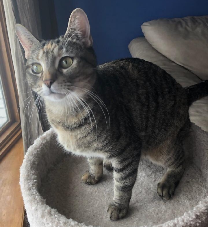 Cat for adoption HARMONY, a Domestic Short Hair in Oak Lawn, IL