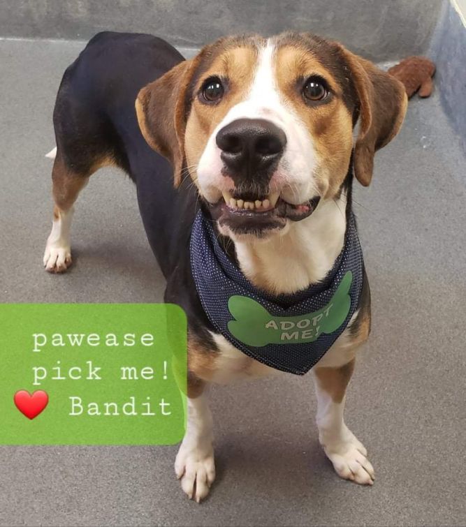 Bandit - Adopted !