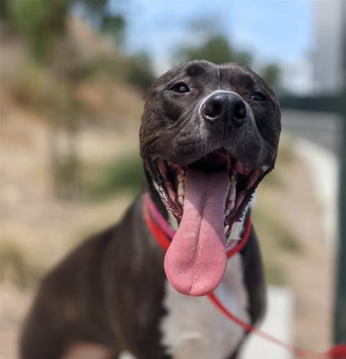 I1351954, an adoptable Pit Bull Terrier in Pomona, CA, 91766 | Photo Image 1