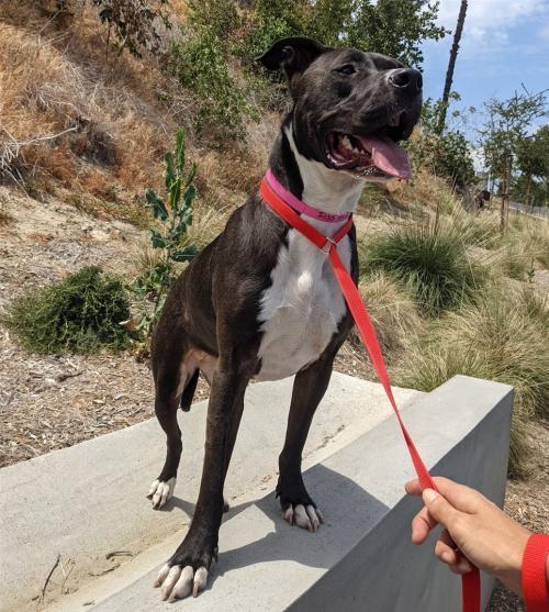 I1351954, an adoptable Pit Bull Terrier in Pomona, CA, 91766 | Photo Image 2