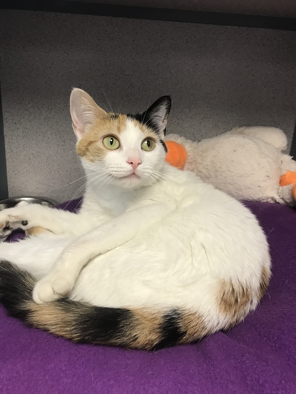 Purrfection, an adoptable Domestic Short Hair Mix in Skillman, NJ_image-2