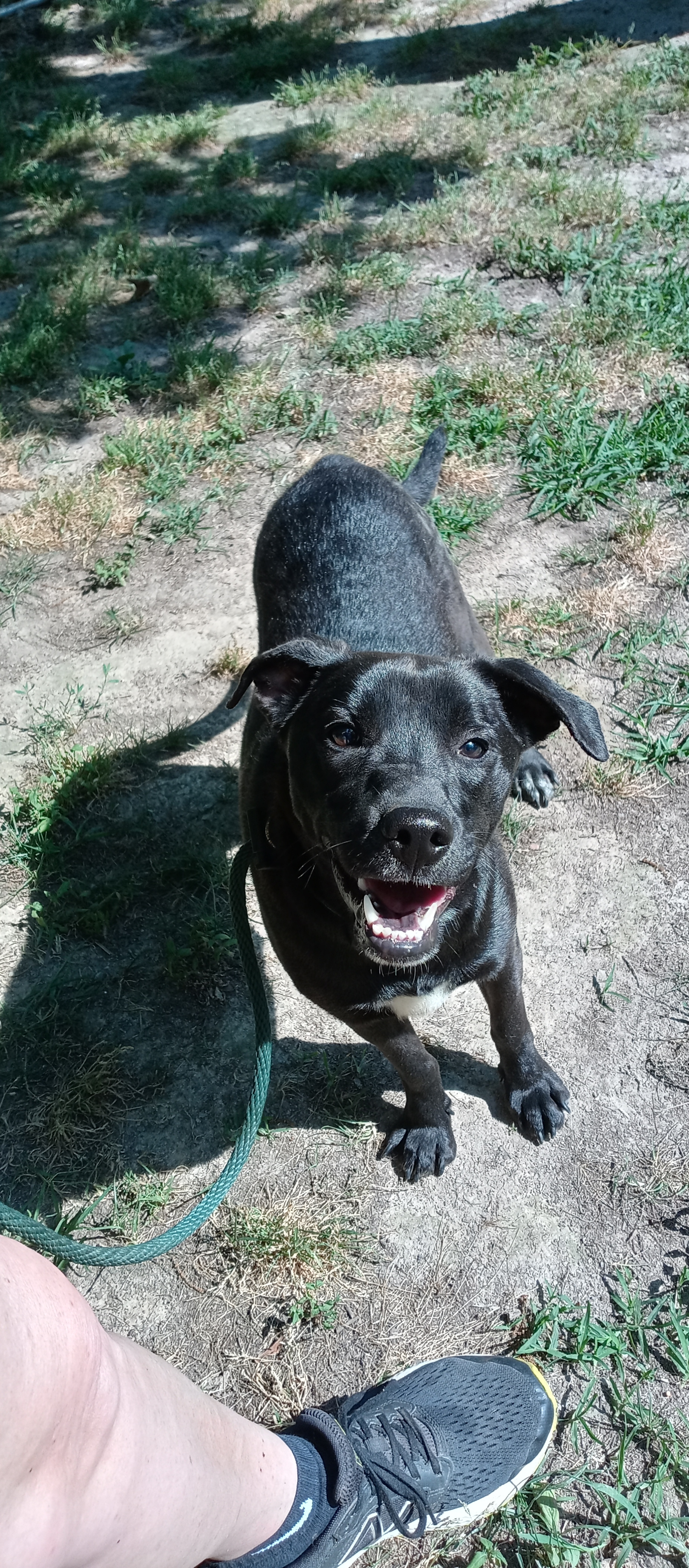 Weaver, an adoptable Labrador Retriever, Beagle in Hillsboro, MO, 63050 | Photo Image 1