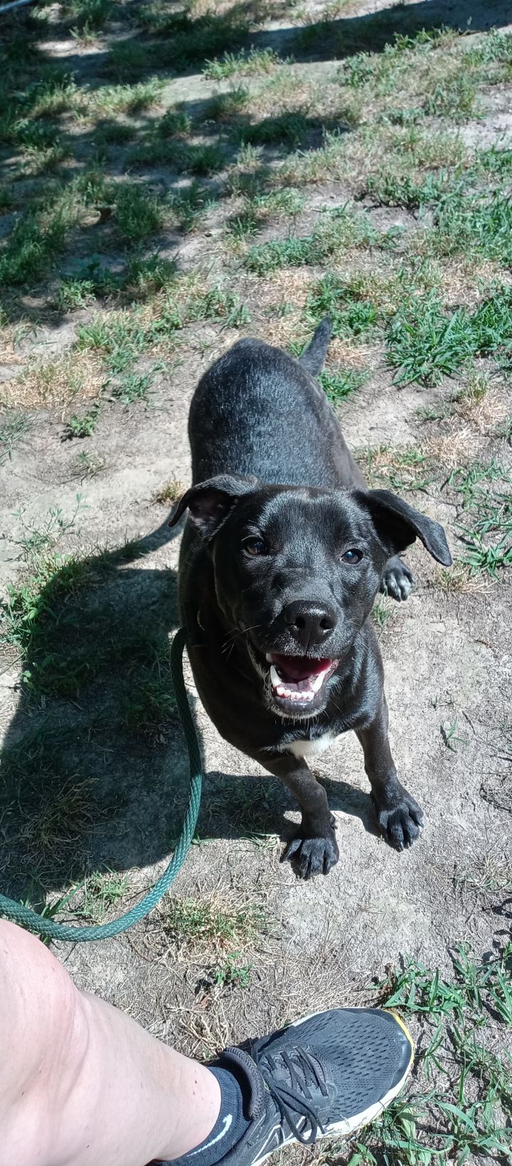 Weaver, an adoptable Labrador Retriever & Beagle Mix in Hillsboro, MO_image-1