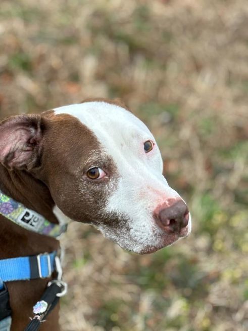 China Marie, an adoptable American Staffordshire Terrier Mix in Cape May Court House, NJ_image-6
