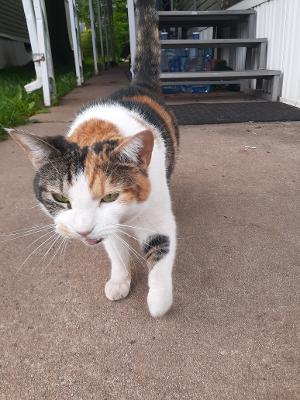 Maya R. - AFFECTIONATE CALICO TALKS TO YOU!