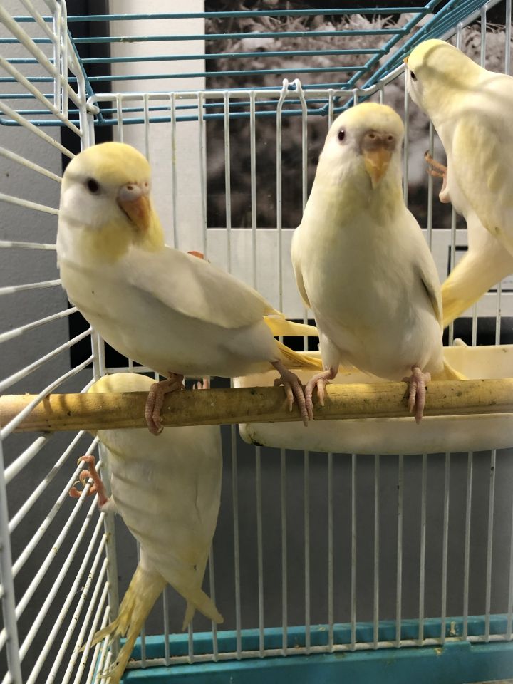 3 Young Parakeets 3