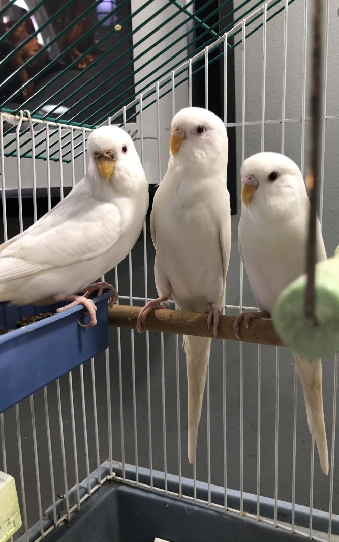 3 Young Parakeets