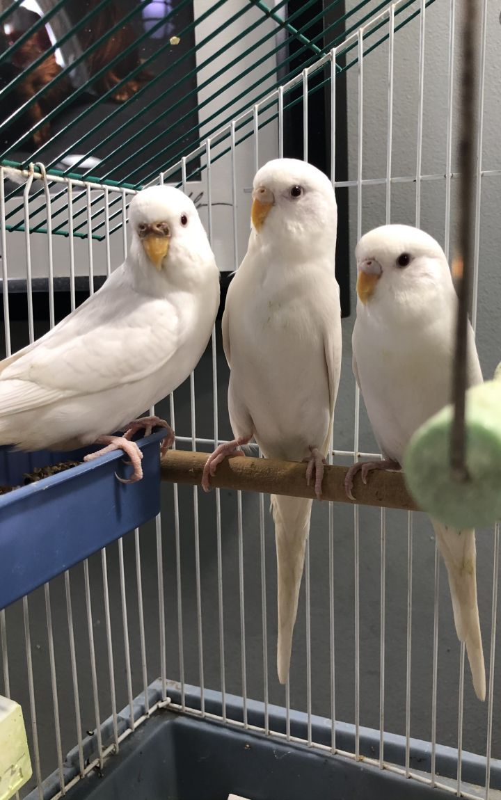 3 Young Parakeets 1