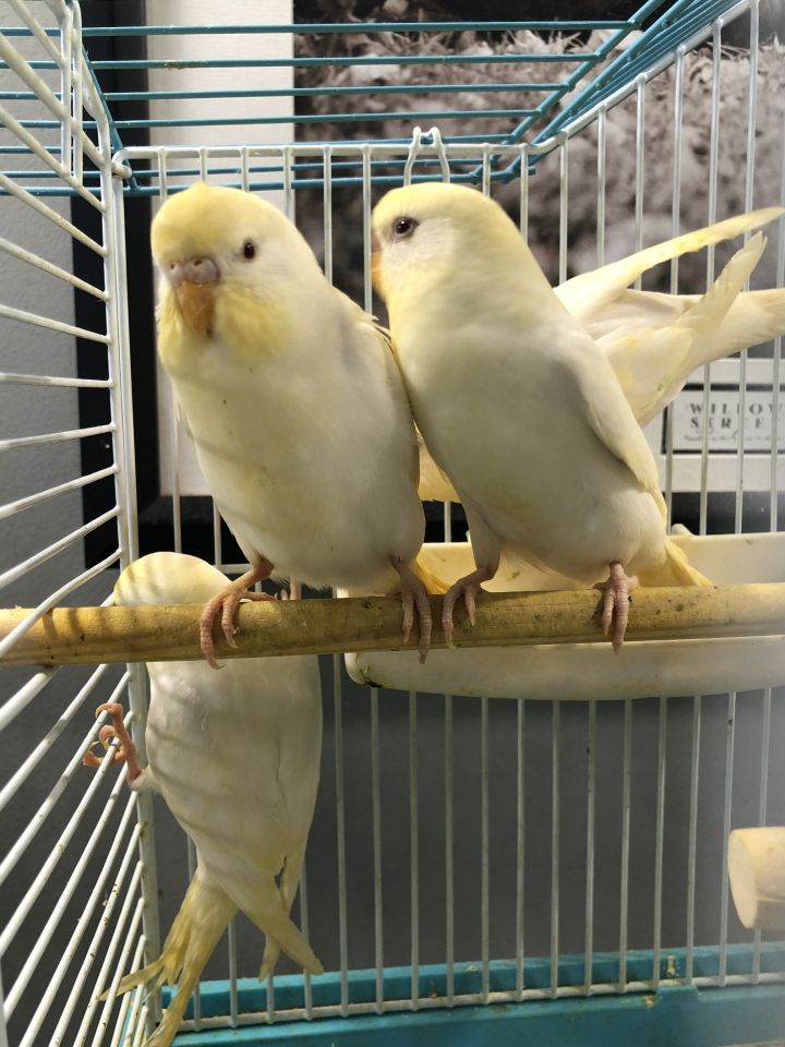 3 Young Parakeets 5
