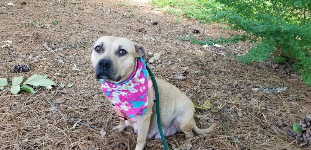 Dottie, an adoptable American Staffordshire Terrier in Darlington, SC, 29532 | Photo Image 2