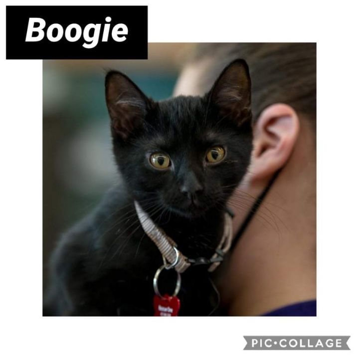 Boogie 2