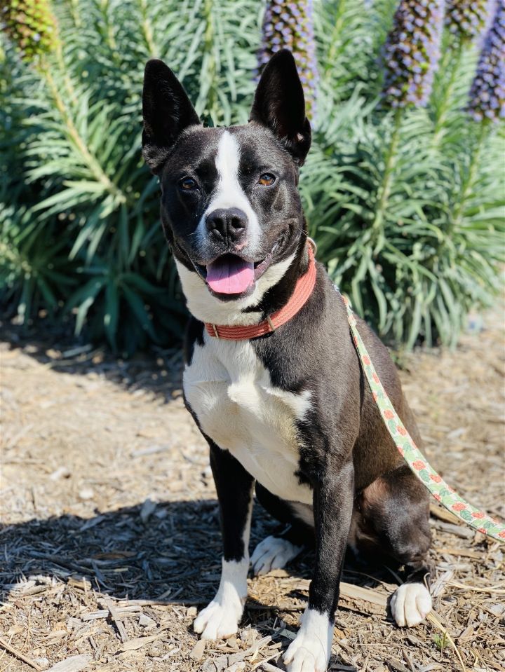 Brandy, an adoptable Terrier Mix in Seal Beach, CA_image-1
