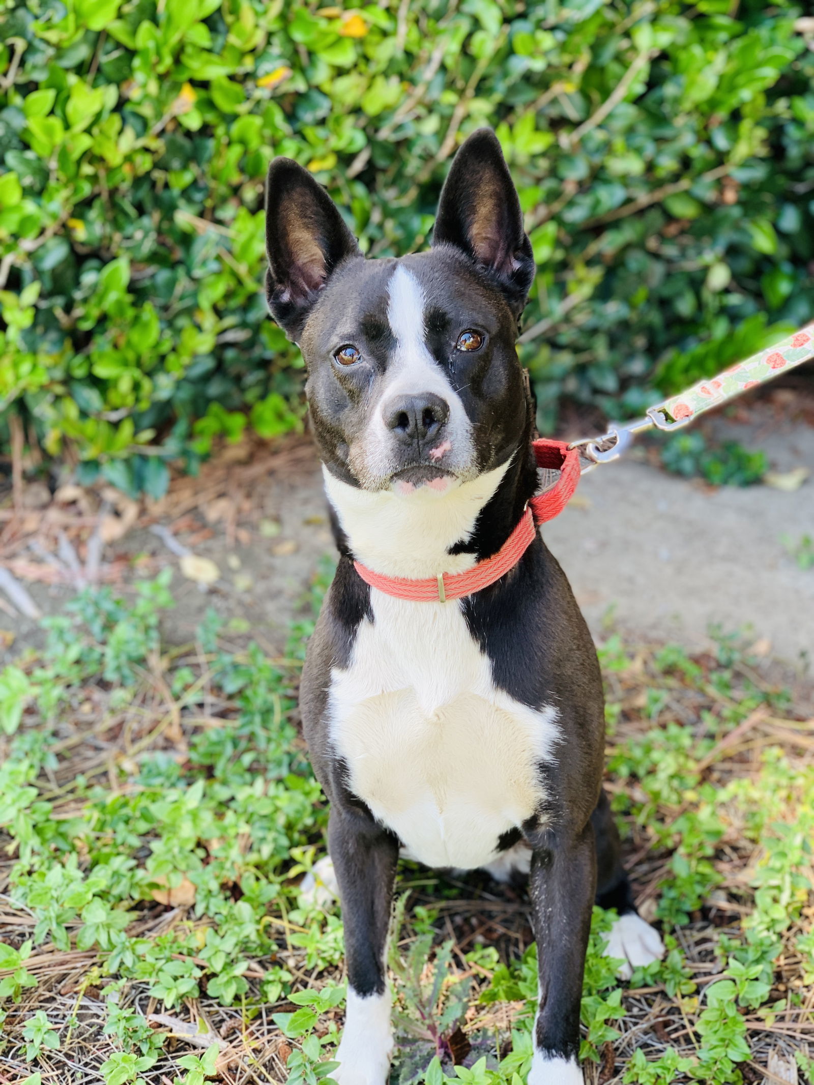 Brandy, an adoptable Terrier in Seal Beach, CA, 90740 | Photo Image 2