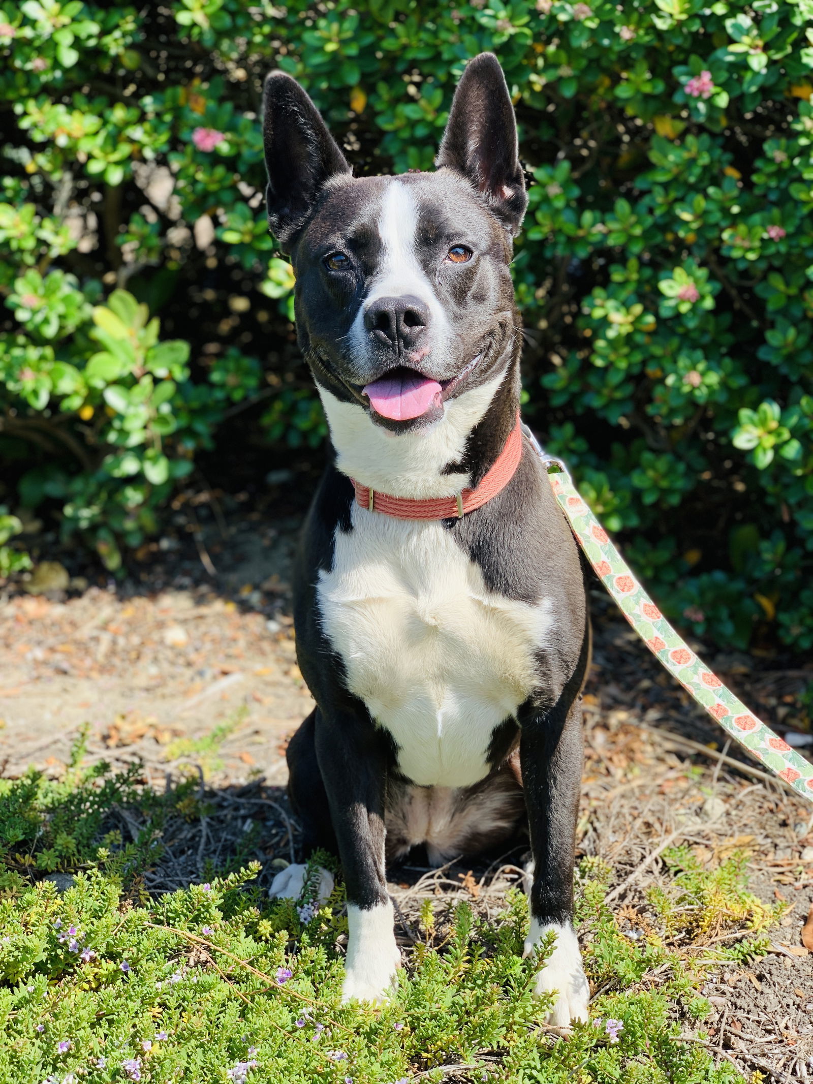 Brandy, an adoptable Terrier in Seal Beach, CA, 90740 | Photo Image 3