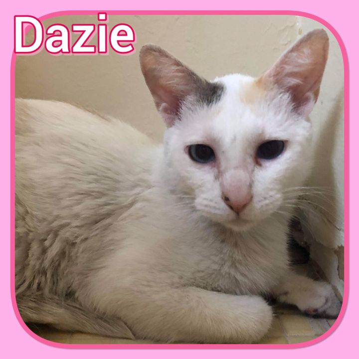 Dazie, an adoptable Siamese & Domestic Short Hair Mix in Tucson, AZ_image-1