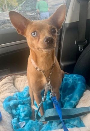 Bambi is a 2 year old female 17 lb min pin mix She was rescued from a hoarding house of
