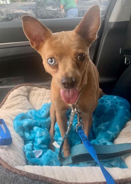 Bambi, an adoptable Miniature Pinscher in Plantation, FL, 33325 | Photo Image 2