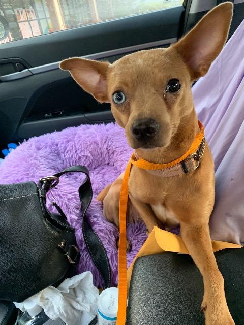 Dog for adoption - Bambi, a Miniature Pinscher in Plantation, FL ...