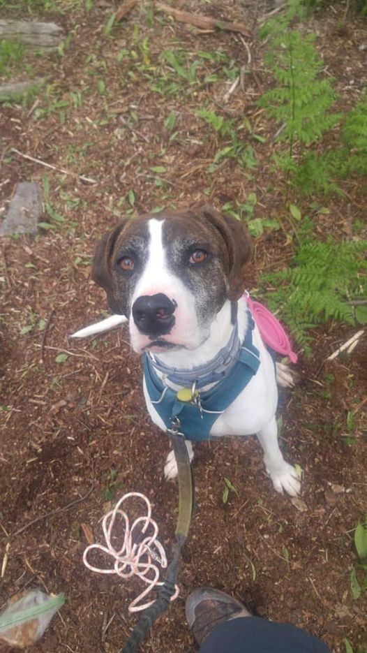 Rocco, an adoptable Treeing Walker Coonhound Mix in Heuvelton, NY_image-3