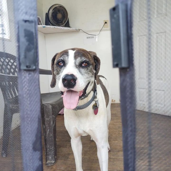 Rocco, an adoptable Treeing Walker Coonhound Mix in Heuvelton, NY_image-6