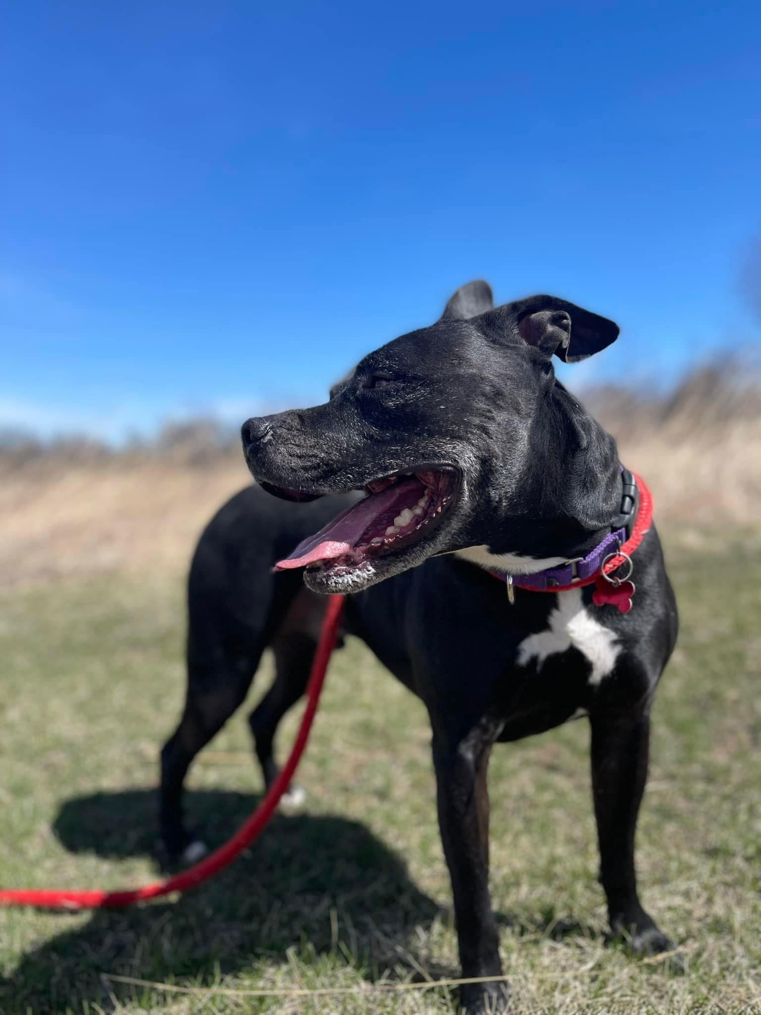 Porter, an adoptable American Staffordshire Terrier in Cedar Rapids, IA, 52405 | Photo Image 1