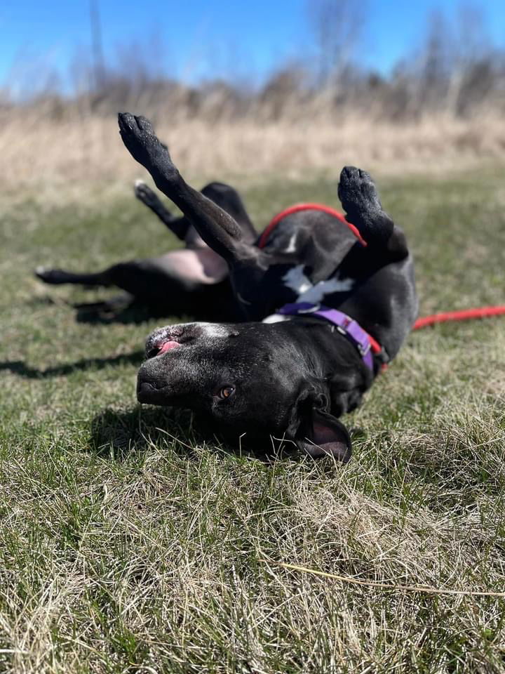 Porter, an adoptable American Staffordshire Terrier in Cedar Rapids, IA, 52405 | Photo Image 2