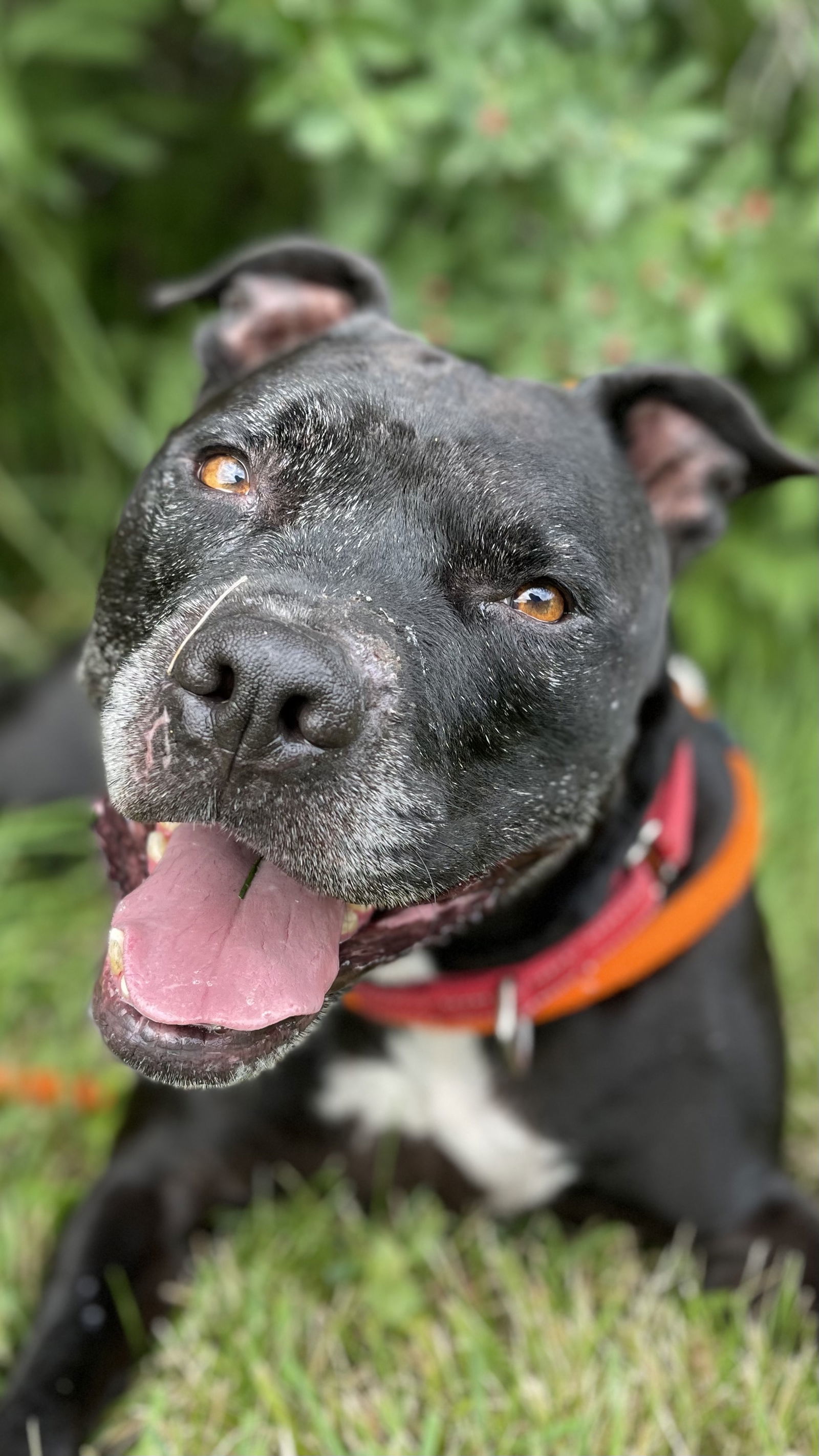 Porter, an adoptable American Staffordshire Terrier in Cedar Rapids, IA, 52405 | Photo Image 3