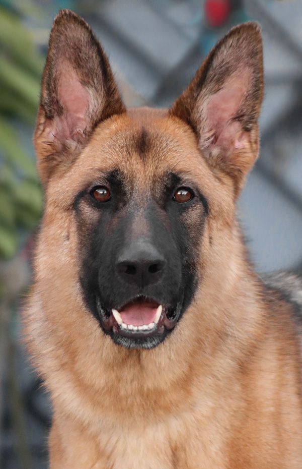 Ada von Aichach", an adoptable German Shepherd Dog in Los Angeles, CA_image-1
