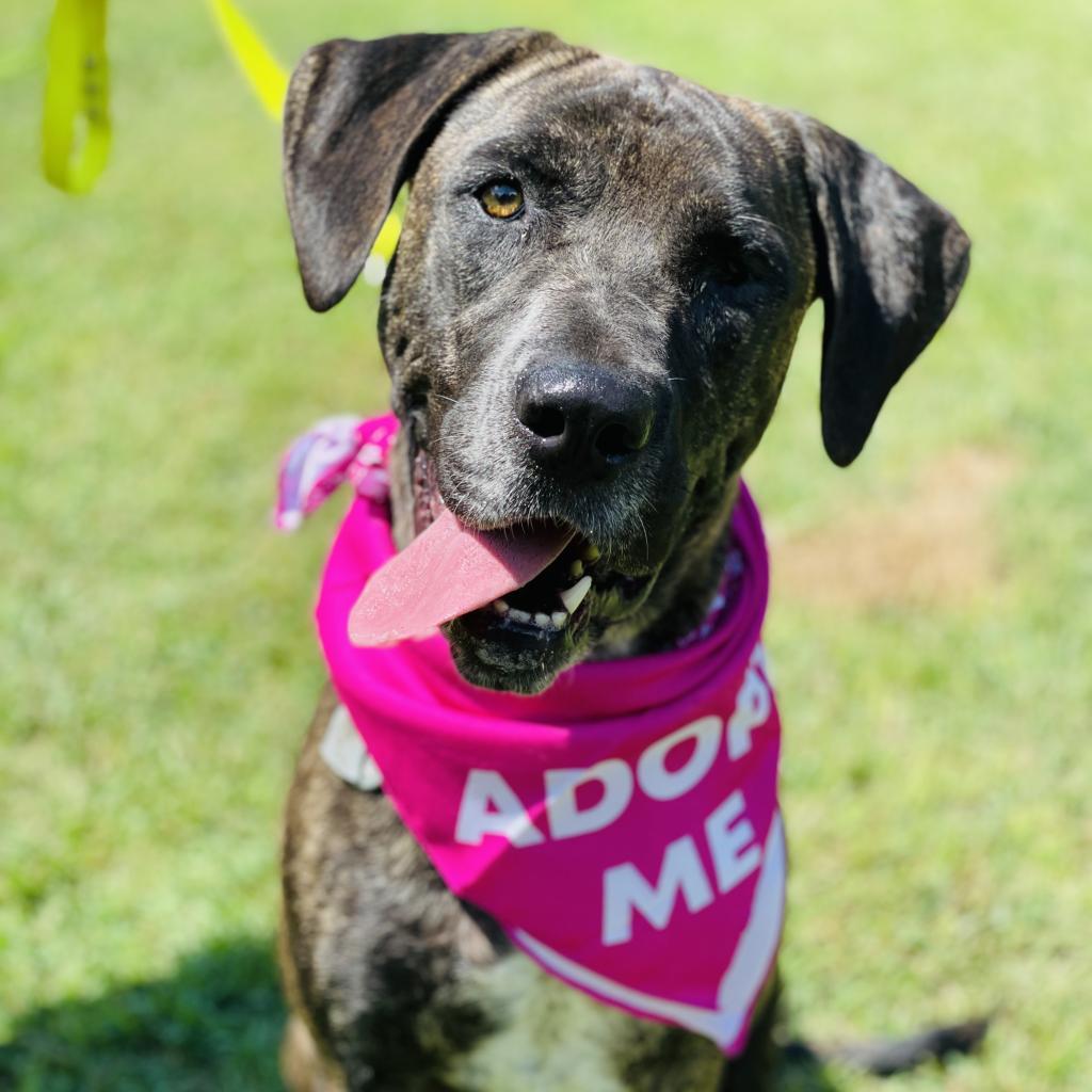 Berkley, an adoptable Cane Corso, Mixed Breed in Peachtree City, GA, 30269 | Photo Image 1