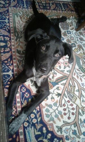 Nora - Fostered in Hartland VT