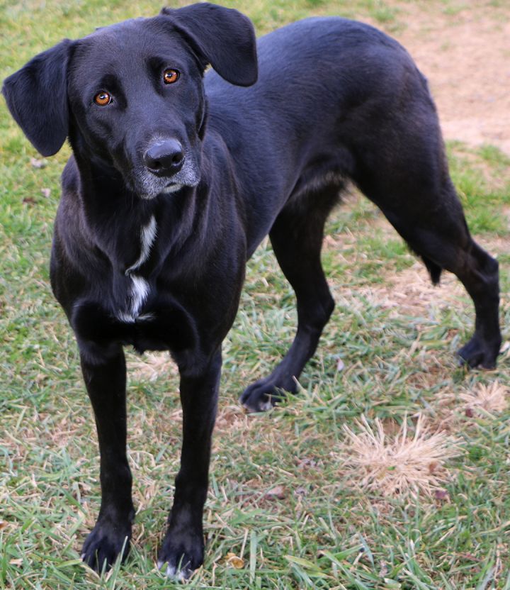 Blackberry, an adoptable Labrador Retriever Mix in Charles Town, WV_image-2