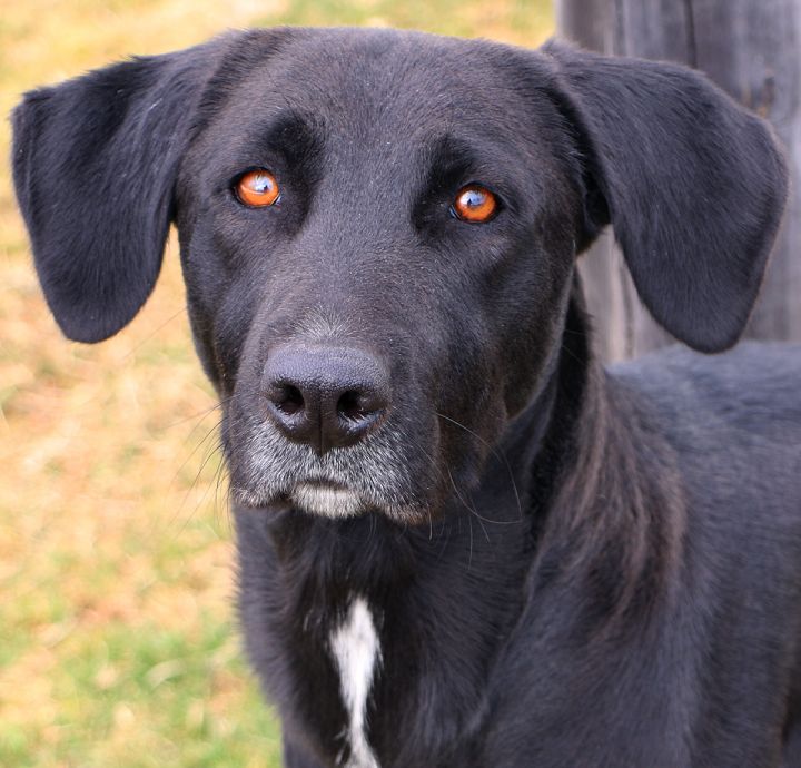 Blackberry, an adoptable Labrador Retriever Mix in Charles Town, WV_image-3
